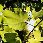 ゲストハウス Weingut & Buschenschank Poelzl