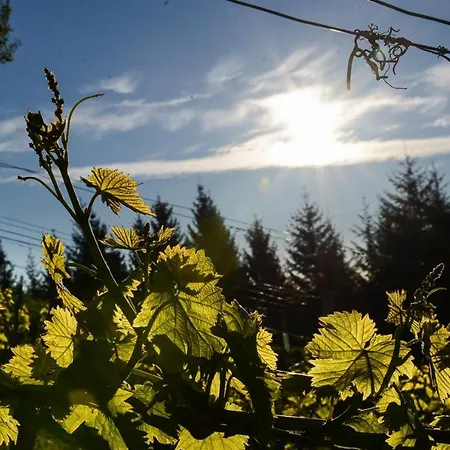 Weingut & Buschenschank Poelzl * Grossklein
