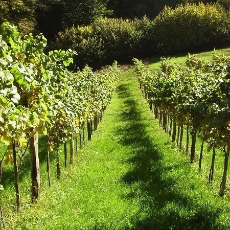 Weingut & Buschenschank Poelzl Guest house
