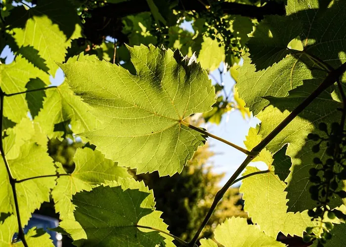 Guest house Weingut & Buschenschank Poelzl