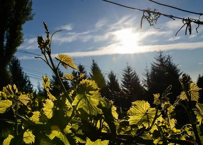 Weingut & Buschenschank Poelzl 3* Großklein